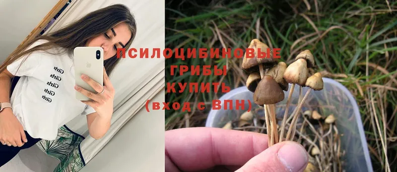 Псилоцибиновые грибы Psilocybine cubensis  купить  цена  Артёмовский 